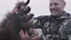 Alaska brown bear beauty cropped 2