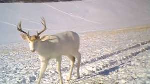 Albino Deer 181010 154645