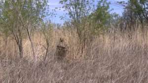 All Predator Calls Kill Suit1 181010 154840