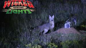 All Predator Calls Night Fox 181010 155028