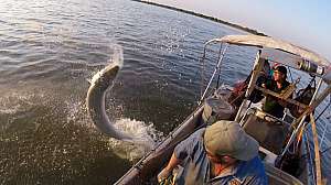 Alligator gar Richard Snow with ODWC biologist studying alligator gar