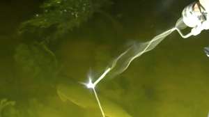 Alligator gar beauty