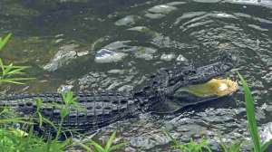 Alligator hunting photo Jason Hauser