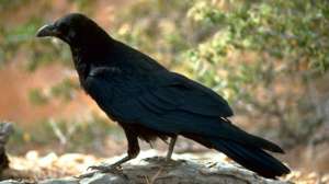 American Crow Corvus corax Photo by FWS