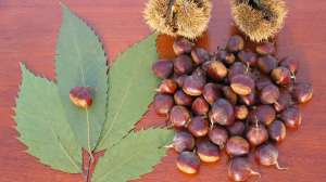 American Chestnut