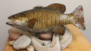 Americas No 1 Fish Taxidermist