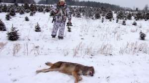 Andrew Lewand eastern coyote winter