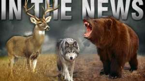 Animals News 181003 161500