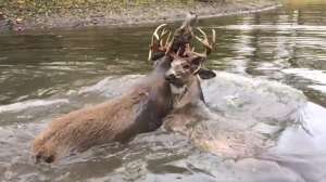 Antler Lock River 181010 155015