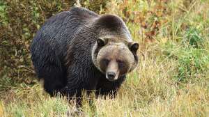 Are Grizzlies Back