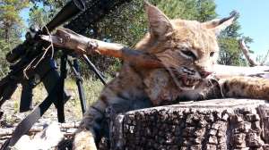 Arizona bobcat 2