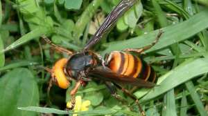 Asian Murder Hornet Vespa mandarinia japonica1 Wikipedia Commons Kenpei I