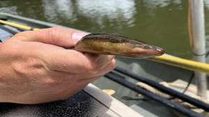 Asian Swamp Eel Bayou St John Louisiana photo by Louisiana DWF
