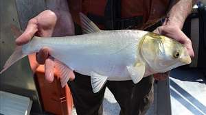 Asian carp TWRA photo