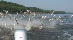 Asian Carp 181003 154757