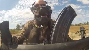 Australia Pigs SKS2 181010 154941