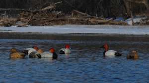 Avery GHG Canvasback and Redhead Mix 181004 090234