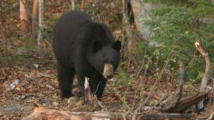BBB44 Black bear traveling on trail copyright Mark Kayser