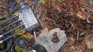 BE561 Fresh elk droppings is a good sign of elk nearby copyright Mark Kayser