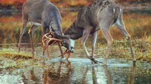 BHW 1 Alsheimer 01726 03615 181003 155332