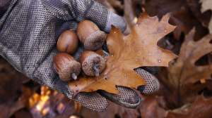 BW1579 Mast like acorns create an ideal ambush site for whitetails before the craziness of the rut copyright Mark Kayser copy