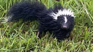 Baby Skunk photo Alan Clemons