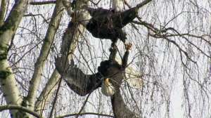 Bald Eagles Fight 181010 154656