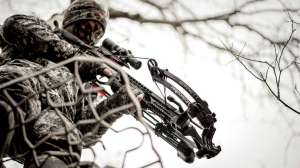 Barnett Predator sale beauty