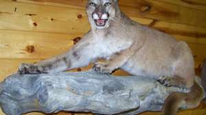 Barry Johnson Taxidermy Credit BJT 181003 154913