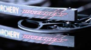 Bear Divergent beauty 1