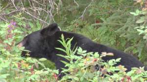 Bear Eating leaves 181003 160554