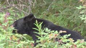 Bear Eating leaves 181003 160558