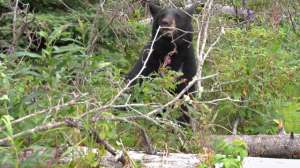 Bear on log 181003 160558