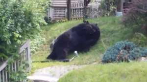 Bear Fight Screen Shot 2014 11 03 at 827 181010 154711