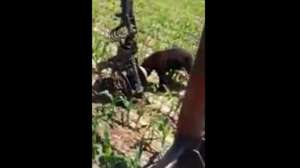 Bear Stuck Screen Shot 2014 07 08 at 1152 181010 154659