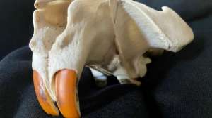 Beaver skull Euro mount