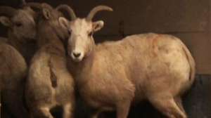 Big Horn Sheep Monata Fish and Wildlife 181004 084617