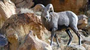 Bighorn Sheep Utah DNR