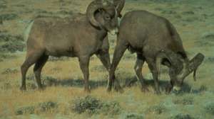 Bighorn Sheep 181004 085947