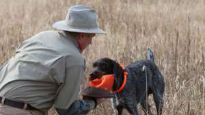 Bird Bumper2 181003 155302