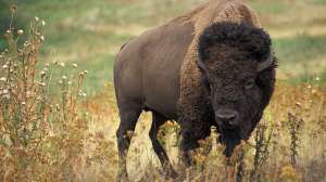 Bison 640 181004 095517