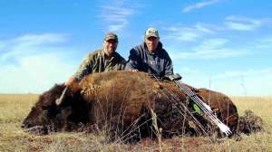 Bison beauty cropped