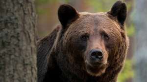 Black Bear Sweepstakes beauty