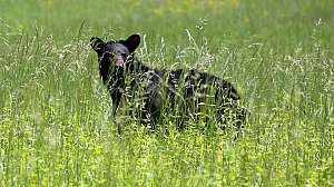 Black Bear i Stock 539360066