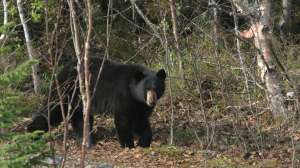 Black bear copyright Mark Kayser