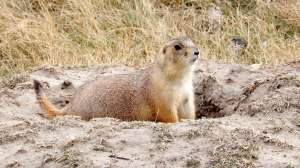 Black tailed prairie dog Mark Kayser