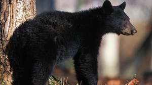 Black Bear USFWS 181004 094444