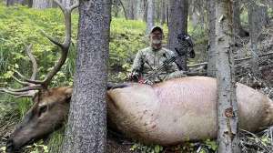 Bob Robb with western elk bowhunt