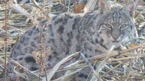 Bobcat Credit Allen Morris 181004 100748