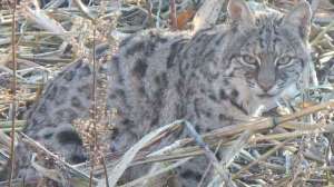 Bobcat Credit Allen Morris 181010 154909